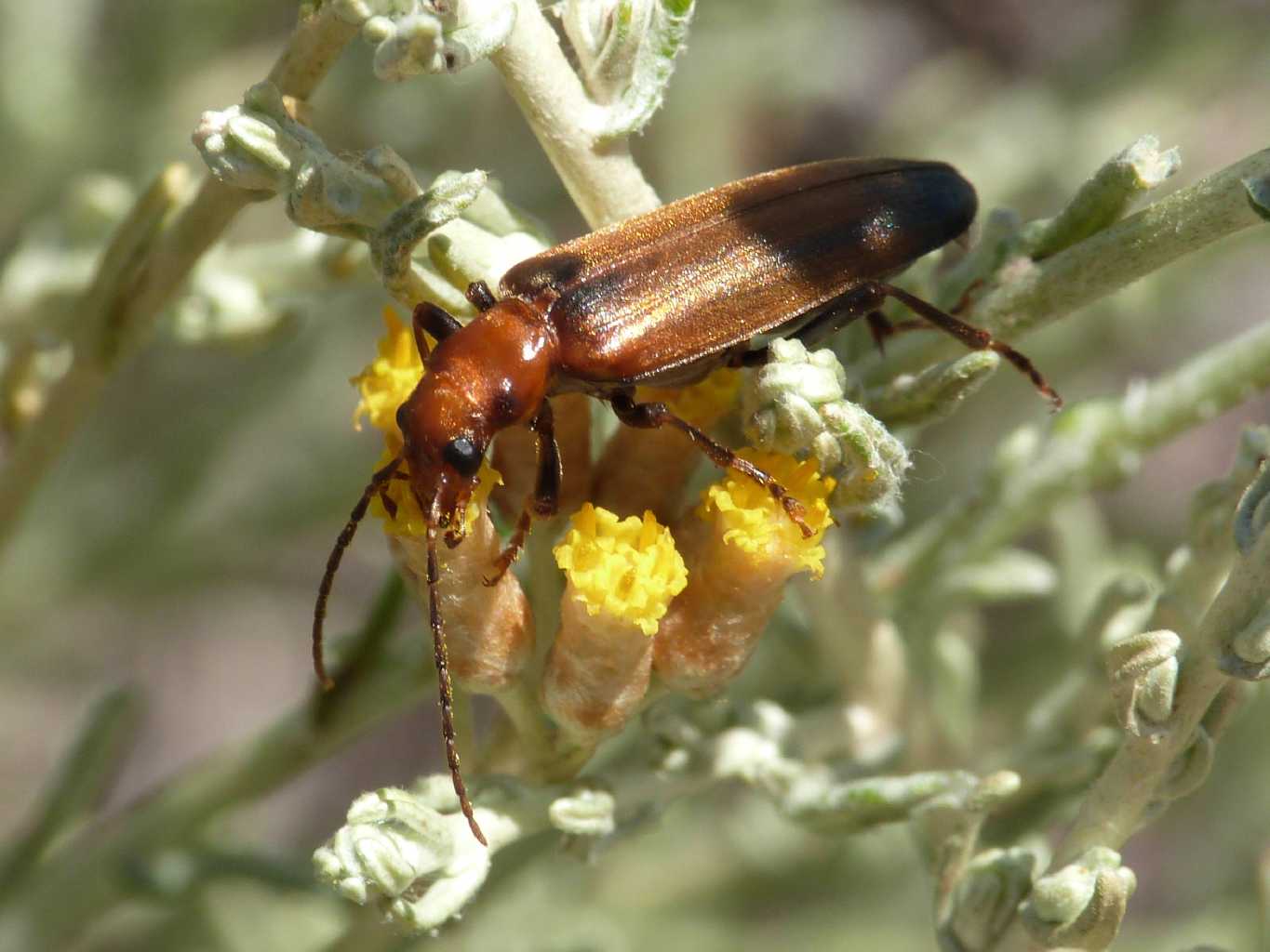 Cantharidae? No. Oedemeridae. Anogcodes cfr ustulatus